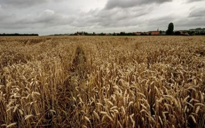 Les Chinois continuent de grignoter des champs français