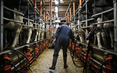 Colère des agriculteurs porcins et laitiers en Bretagne face à la faiblesse des prix de vente