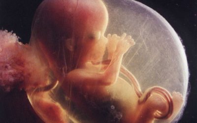 Le FBI ouvre une enquête criminelle contre le Planning familial pour vente illégale de foetus avortés