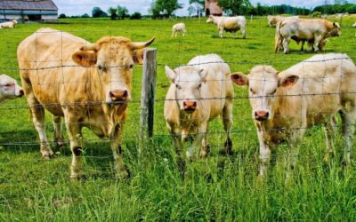 Manger de la viande française pour soutenir nos jeunes éleveurs